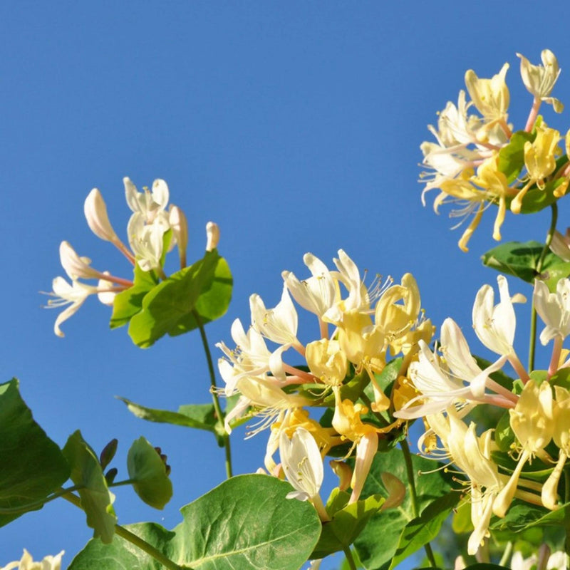 Honeysuckle