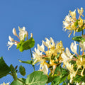 Honeysuckle