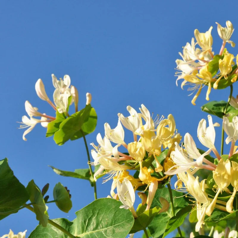 Honeysuckle