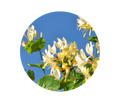 Honeysuckle