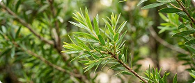 Tea Tree Oil