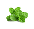 Peppermint