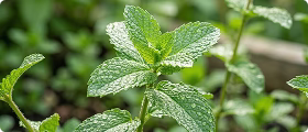 Peppermint Oil